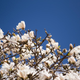 Image for article titled Shooting Challenge: Spring
